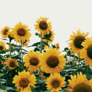 Meet your Posher, Mia